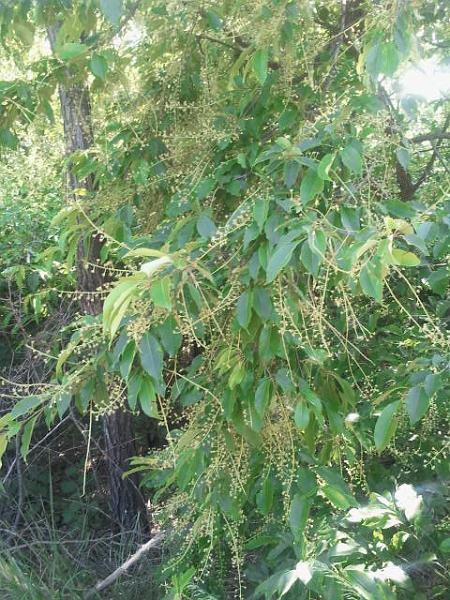 2017-05-20 16.16.18.jpg